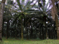 Oil palms: Economist's heart exults! So well-arranged and sterile forest!